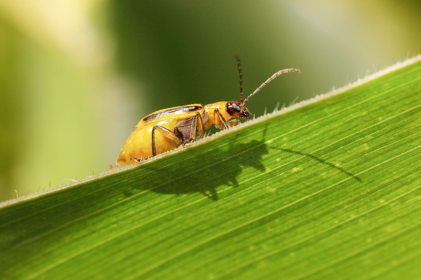 Don’t count on low insect pressure again this season